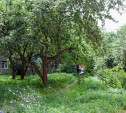 Тулячка предложила превратить яблоневый сад на ул. Серова в благоустроенный сквер
