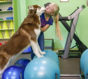Фитнес-центр «Собака-Улыбака» в Туле: человек собаке – хендлер