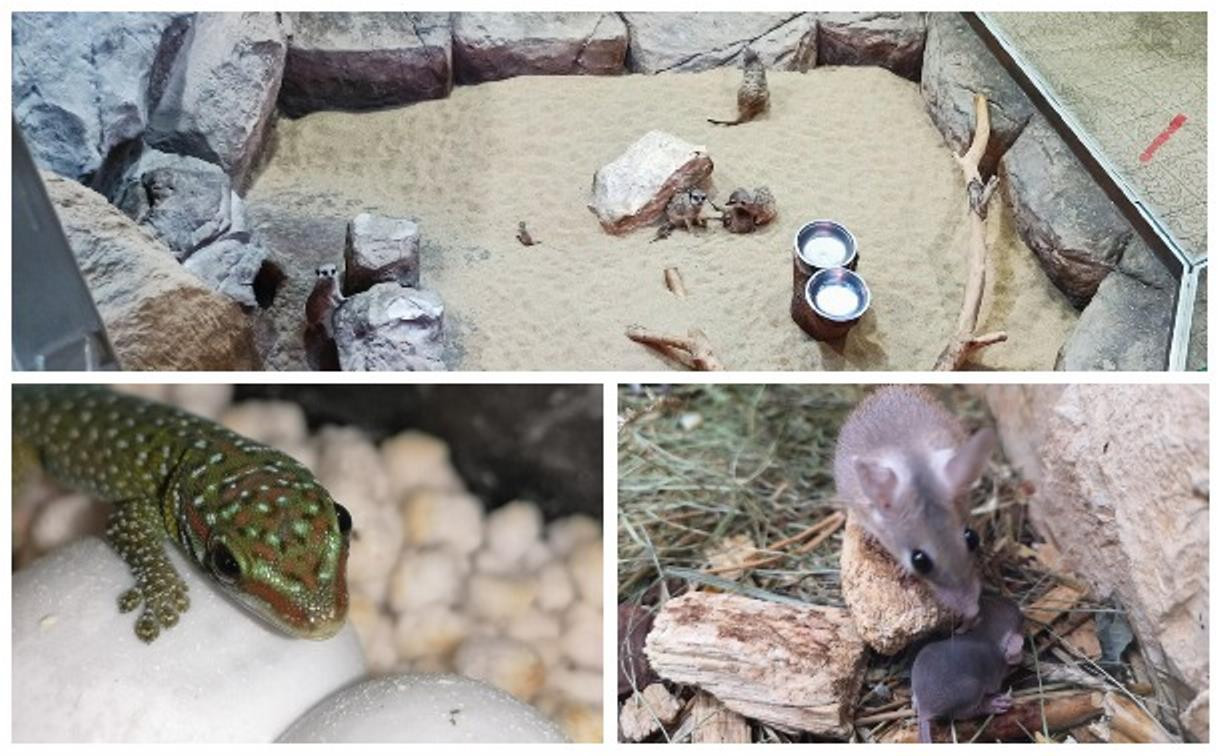 Монгольские песчанки, иглистые мыши: в Тульском экзотариуме родилось 10 малышей