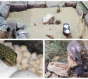 Монгольские песчанки, иглистые мыши: в Тульском экзотариуме родилось 10 малышей