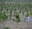 В России появятся частные леса