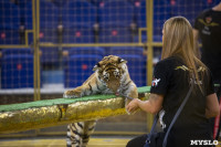 Фитнес для тигрят: как воспитываются будущие звезды цирка?, Фото: 17