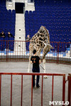 Цирк больших зверей в Туле: милый жираф Багир готов целовать и удивлять зрителей, Фото: 6