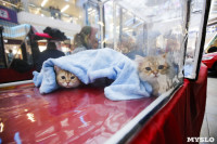Выставка кошек в "Макси", Фото: 57