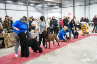 Сиба-ину, шпицы и алабаи: в Туле состоялась выставка собак, Фото: 30