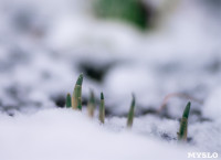 Весна идет: в Туле появились бутоны крокусов, а в снегу уже видна зелень!, Фото: 7