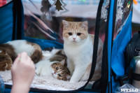 Международная выставка кошек в ТРЦ "Макси", Фото: 81