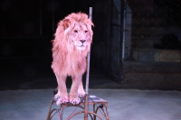 Новая программа в Тульском цирке «Нильские львы». 12 марта 2014, Фото: 3