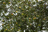 "Яблочная история" в "Ясной Поляне", Фото: 26