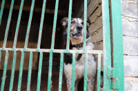 Истории питомцев тульского приюта «Любимец»– в международный день собак, Фото: 12