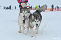Праздник северных собак на Куликовом поле , Фото: 83