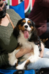 В Туле прошла выставка собак всех пород, Фото: 168