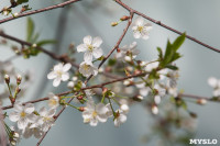Весна в Туле, Фото: 7