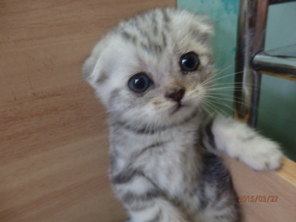 Scottish Fold - квинтэссенция мимимишного обаяния.