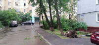 Поваленные деревья на ул. Пузакова, Фото: 23
