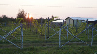 Виноград с южных склонов Дубны: как работает необычная семейная ферма в Тульской области, Фото: 56