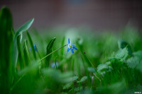 Аномальное цветение апреля: в Туле уже распустилась черемуха, Фото: 9