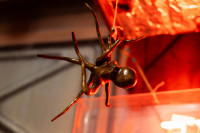 тату как у Джорджа Клуни, штрихкод и тигры: как изменилась индустрия тату в Туле, Фото: 64