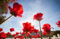 Тюльпаны в Туле, Фото: 26