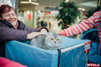 Выставка кошек "Конфетти", Фото: 46