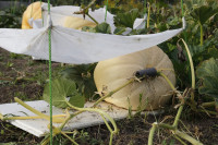 Гигантские тыквы из урожая семьи Колтыковых, Фото: 5