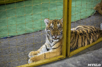 Фитнес для тигрят: как воспитываются будущие звезды цирка?, Фото: 23