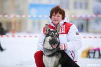 В Туле прошла Всероссийская выставка собак, Фото: 24