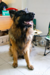 Выставка собак в Туле, Фото: 52
