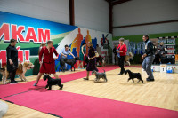 В Туле прошла выставка собак всех пород, Фото: 20