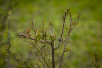 Весна 2020 в Туле: трели птиц и первые цветы, Фото: 44