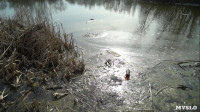 В пруду поселка Октябрьский в Туле из-за загрязнения гибнет рыба, Фото: 8