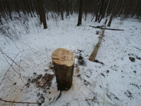 В Тульском лесу нашли загадочную поляну с крестами, елкой и зеркалами, Фото: 10