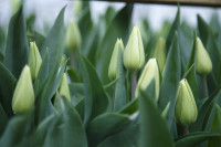Тюльпаны , Фото: 15