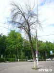 «Сушняк-2019 Тула». Городской хит-парад засохших деревьев, Фото: 58