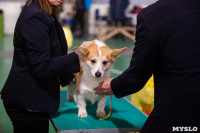 Выставка собак в Туле 24.11, Фото: 35