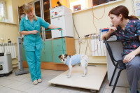 В какой ветеринарной клинике  лечить своего питомца, Фото: 4