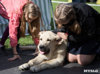 В Туле прошла Всероссийская выставка собак , Фото: 15