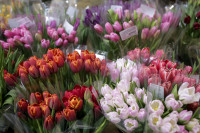Леруа Мерлен Цветы к празднику, Фото: 63