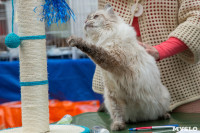 Выставка кошек в Туле, Фото: 16