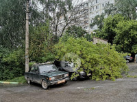 Поваленные деревья на ул. Пузакова, Фото: 21