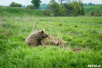 Свиньи в Плавске, Фото: 8