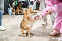 Сиба-ину, шпицы и алабаи: в Туле состоялась выставка собак, Фото: 27