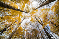 Золотая осень в Ясной Поляне, Фото: 80