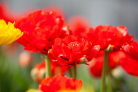 В Туле расцвели тюльпаны, Фото: 49
