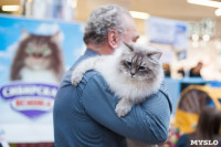 Международная выставка кошек в ТРЦ "Макси", Фото: 24