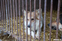 Отлов бездомных собак в Туле и области: «Континент+» рассказал об особенностях работы, Фото: 31