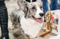 Сиба-ину, шпицы и алабаи: в Туле состоялась выставка собак, Фото: 47