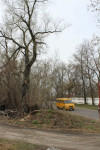  Сгоревшее дерево в Донском, Фото: 2