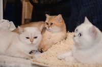 Выставка кошек в Искре, Фото: 11