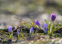 Первые подснежники 2026, Фото: 6